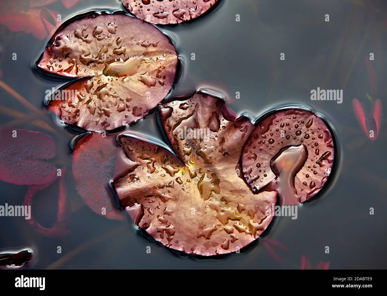 Water drops on the leaves of water lilies Stock Photo - Alamy