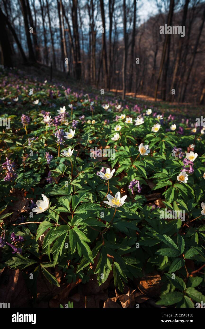 First spring flowers in the forest. Anemone sylvestris Stock Photo - Alamy
