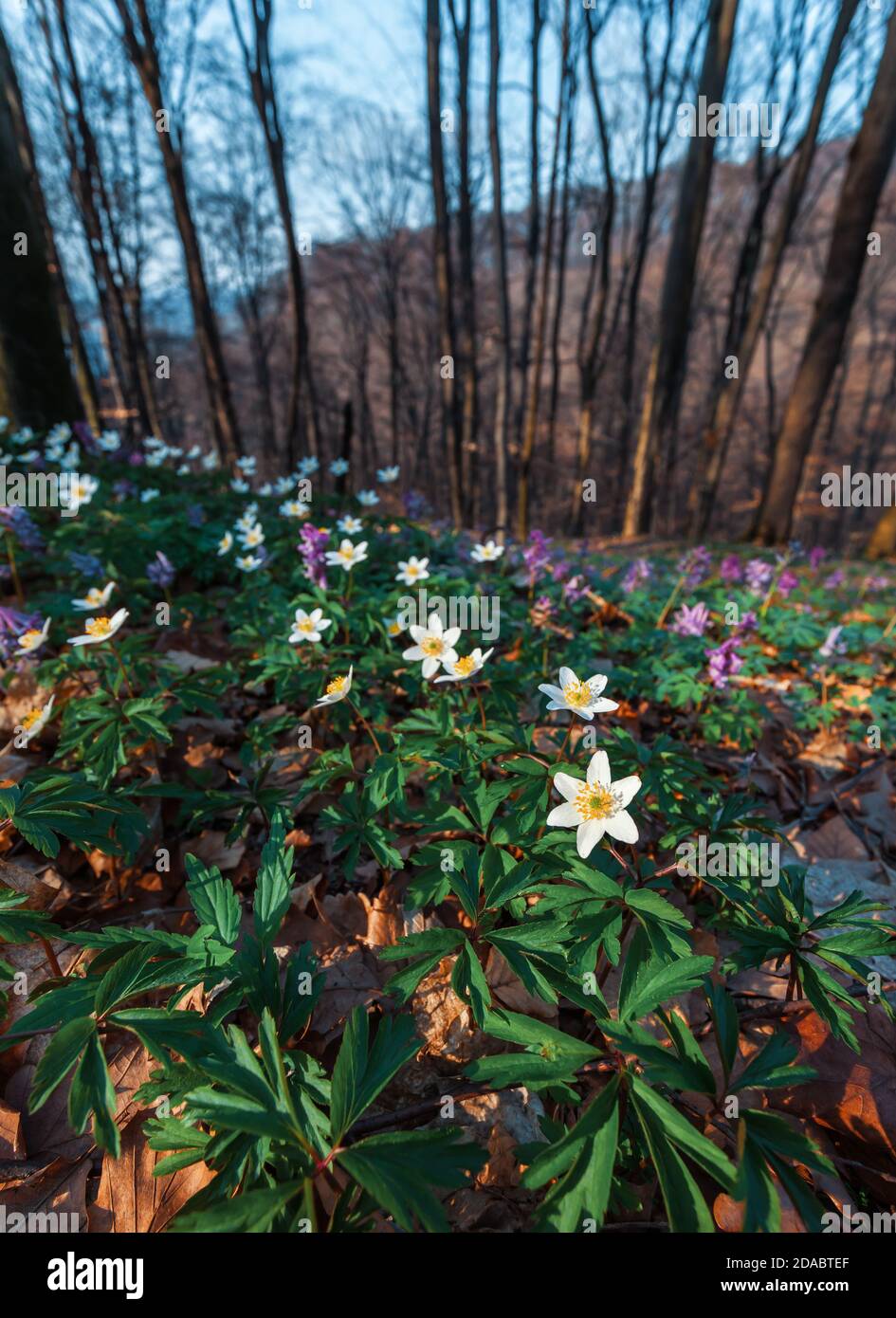 First spring flowers in the forest. Anemone sylvestris Stock Photo - Alamy