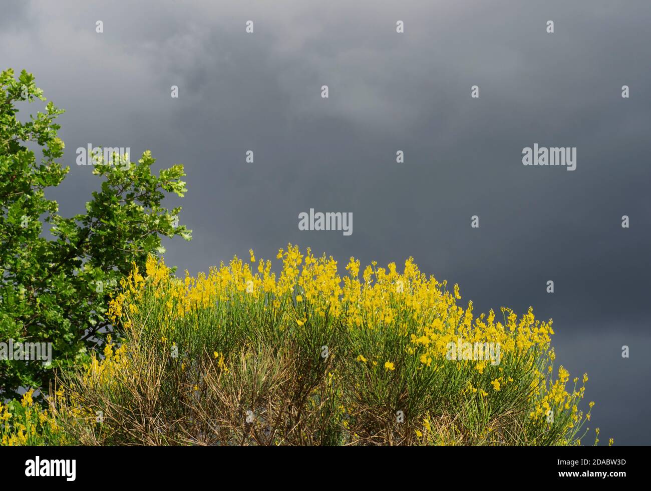 broom plant in bloom against the storming sky background Stock Photo