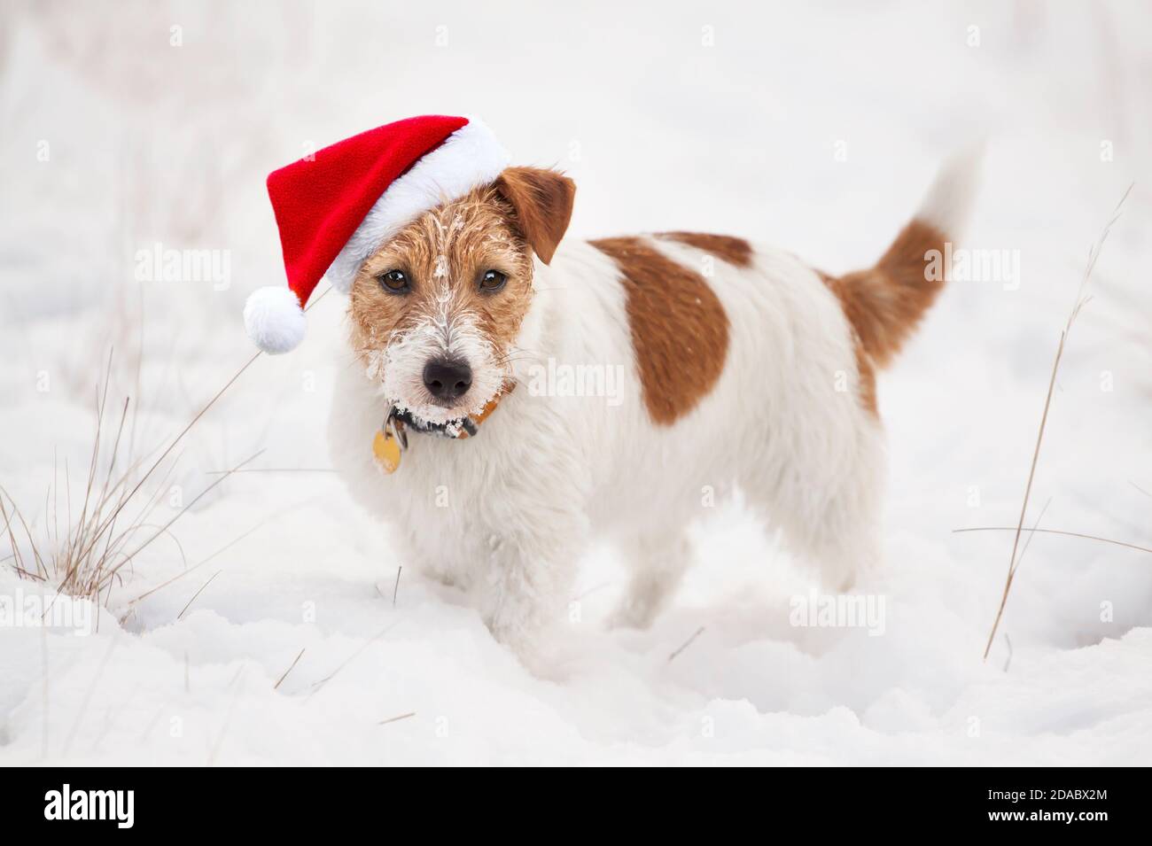 Happy cute snowy christmas holiday santa pet dog puppy looking in ...