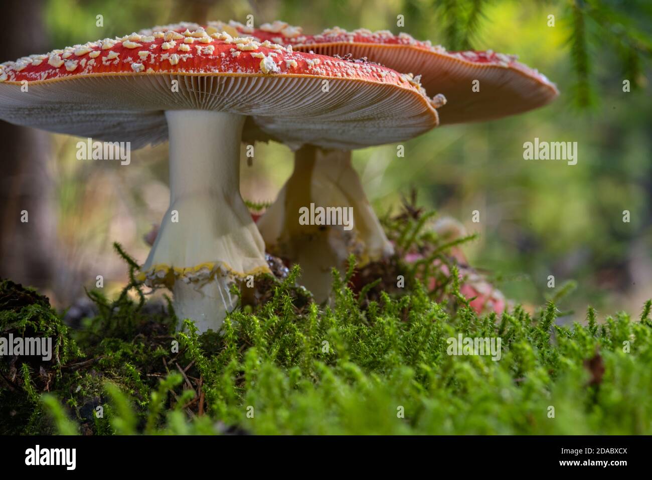 Close-up of a fly agaric group in woodland. Verry deep camera position looks out from under the mushroom hats. Stock Photo