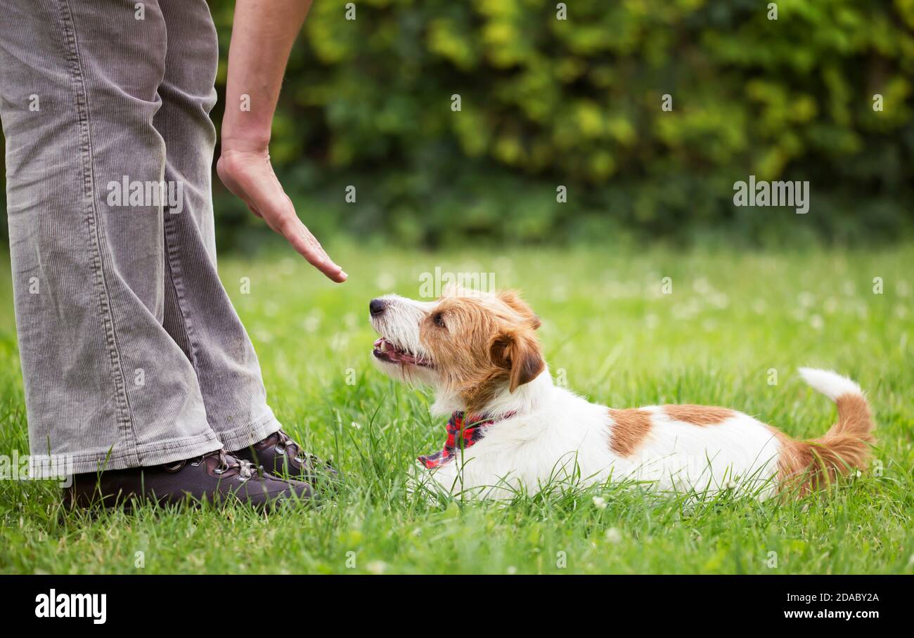 Trainer teaching a cute smart jack russell terrier dog puppy in the grass. Pet obedience training concept, web banner with copy space. Stock Photo