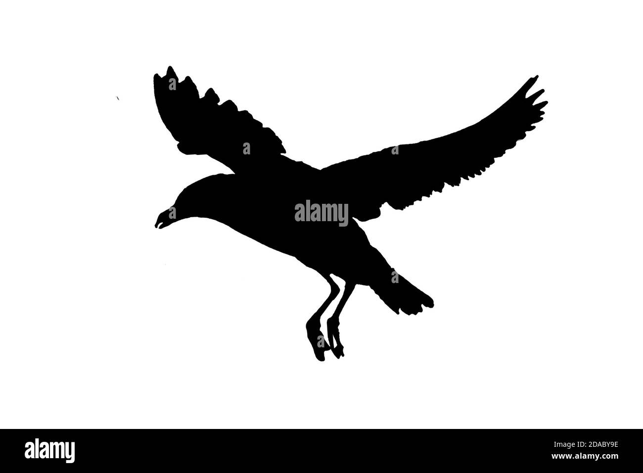 Side view seagull bird flying graphic silhouette isolated on white background photo Stock Photo
