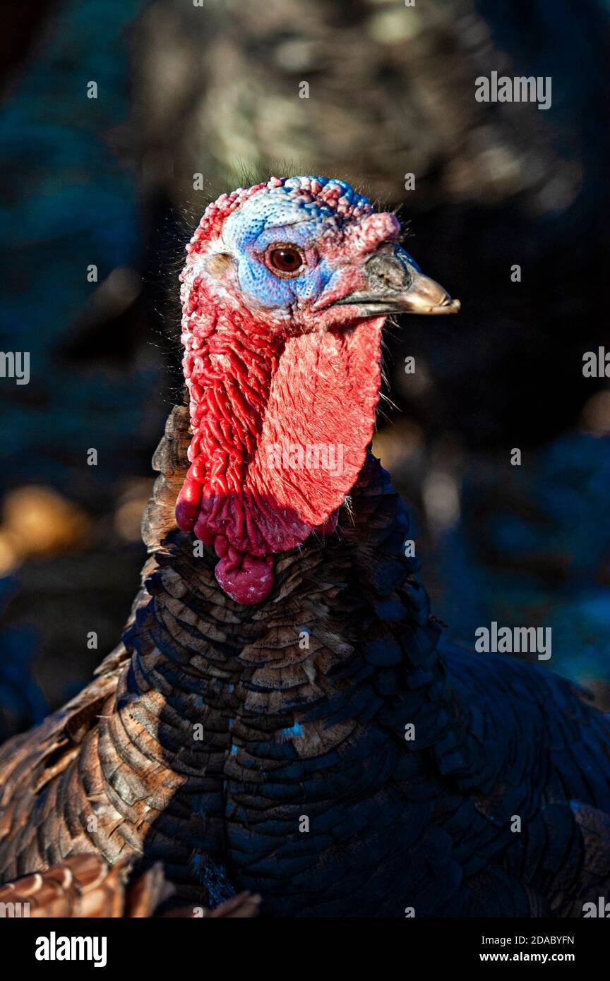 Copas turkey hi-res stock photography and images - Alamy