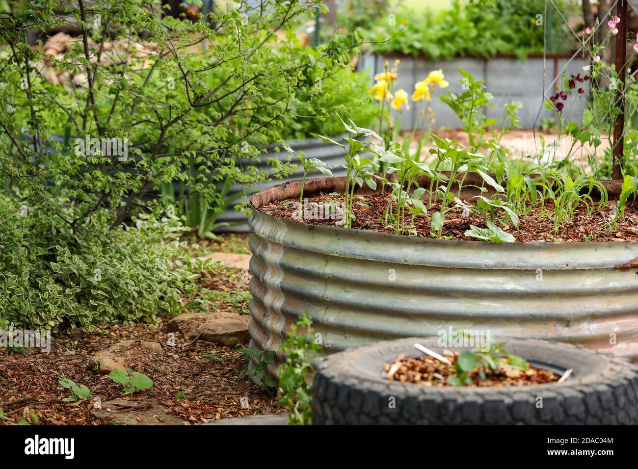 Cottage vegetable garden scene with plants growing in old corrugated