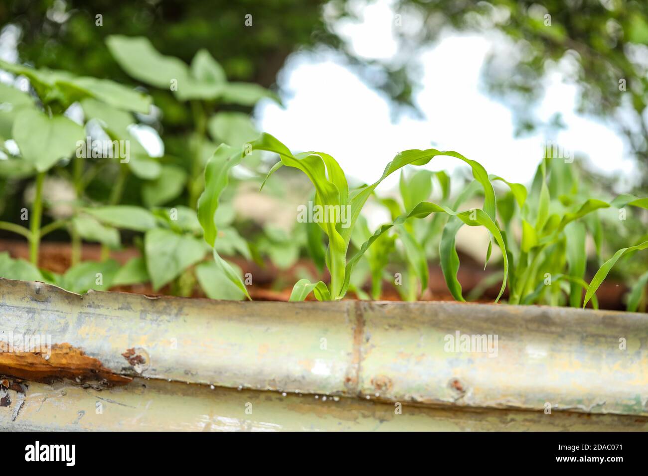 Cottage vegetable garden scene with plants growing in old corrugated