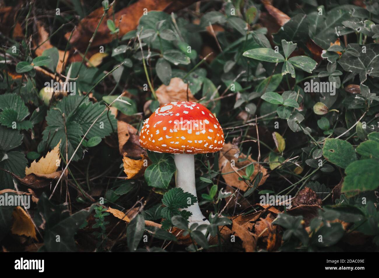 Closeup shot of a mushroom growing in a forest Stock Photo - Alamy