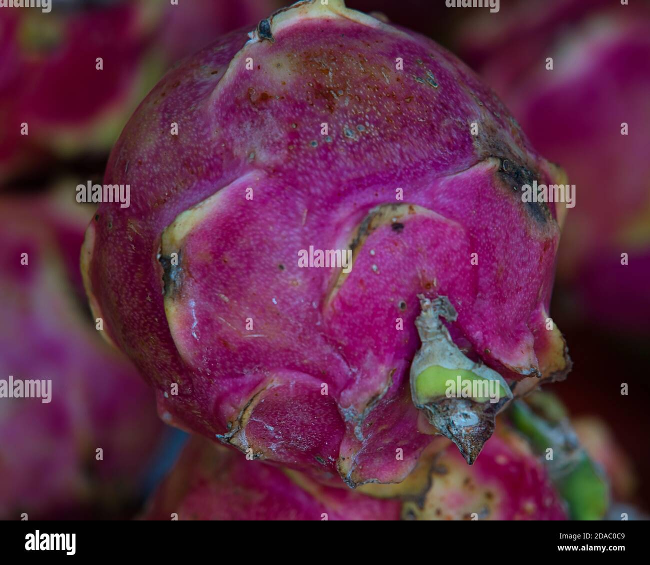 pink dragon fruit on a market in Mexico Stock Photo