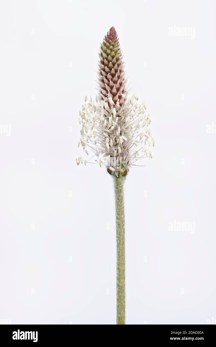 Hoary plantain (Plantago media) flowering against a white background, Salisbury Plain, Wiltshire, UK, May. Stock Photo
