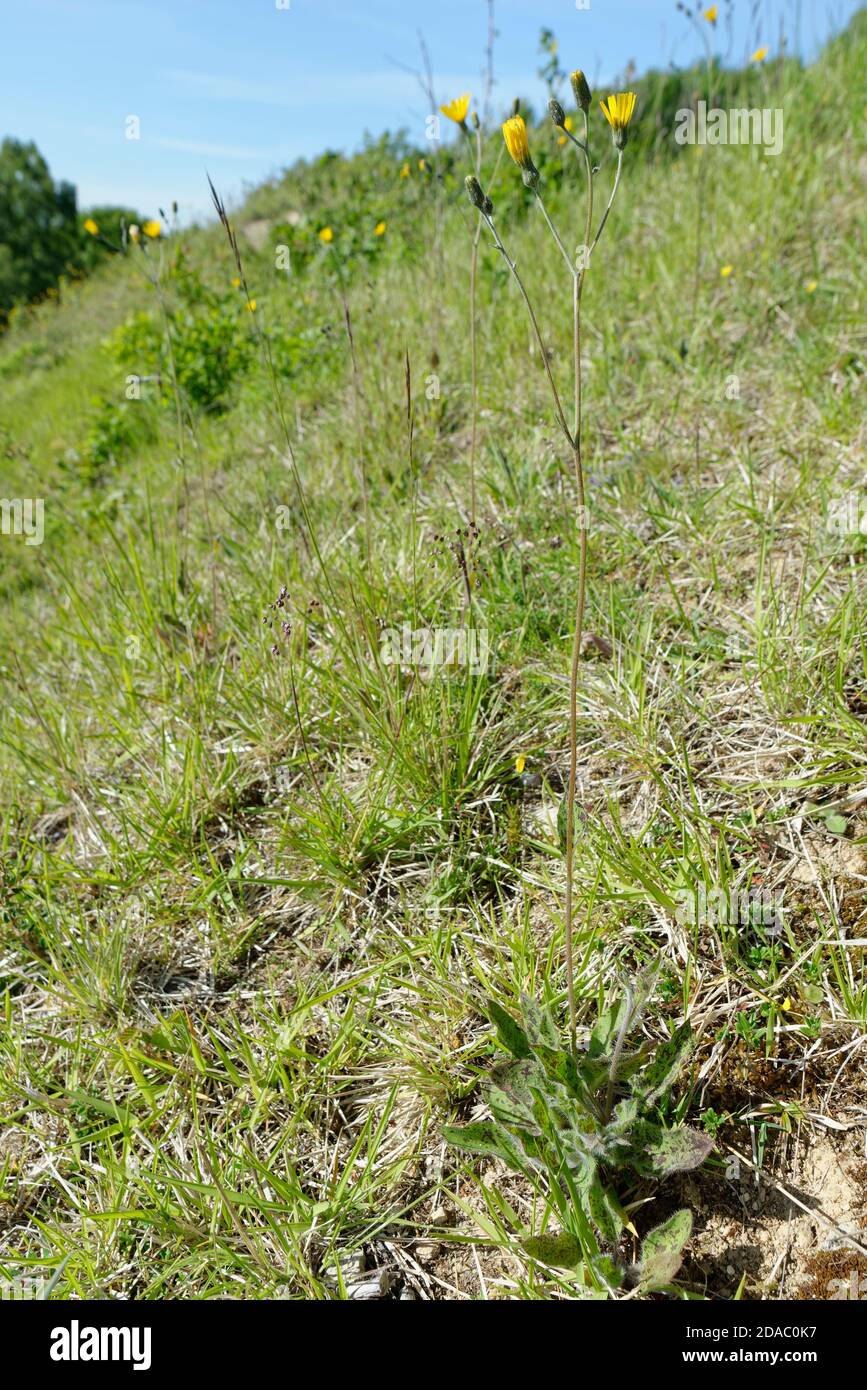 Spotted hawkweed (Hieracium spilophaeum / Hieracium maculatum agg.) clumps flowering on a chalk grassland slope, Bath and Northeast Somerset, May, UK. Stock Photo