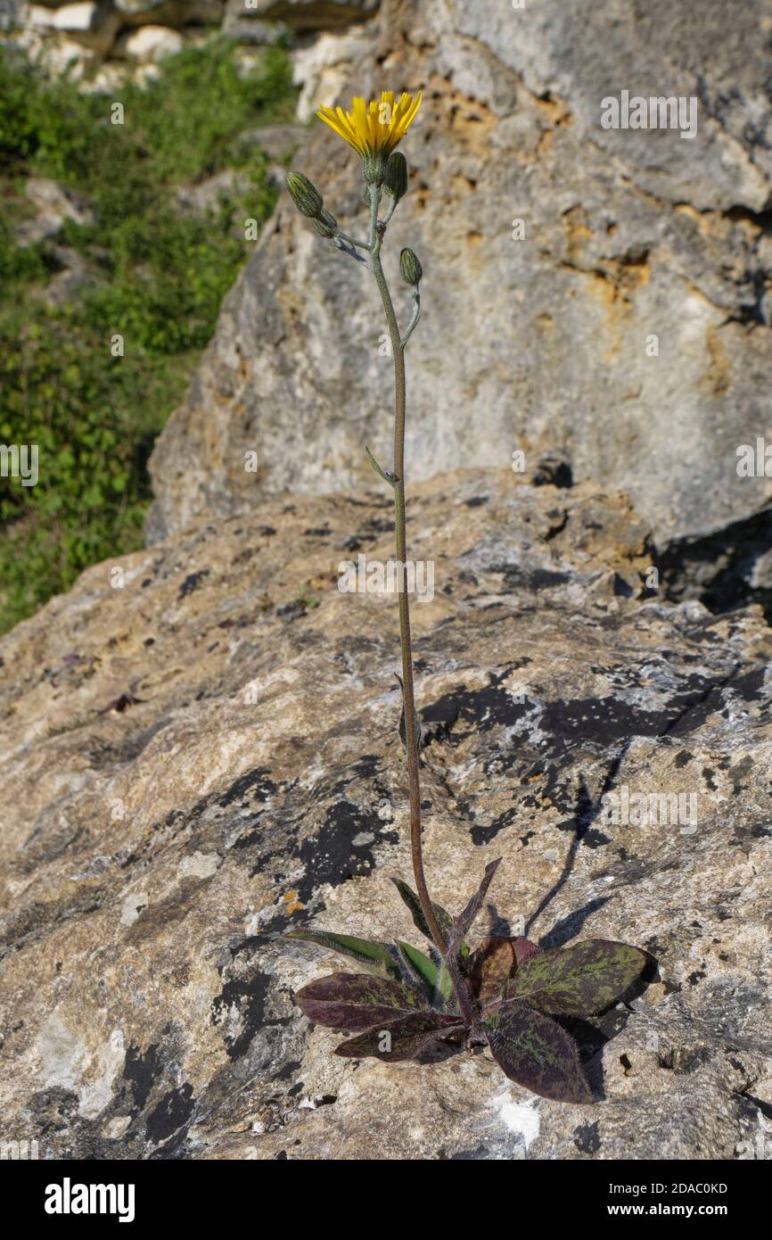 Spotted hawkweed (Hieracium spilophaeum / Hieracium maculatum agg.) flowering on a limestone rock on a chalk grassland slope, Banes, UK Stock Photo