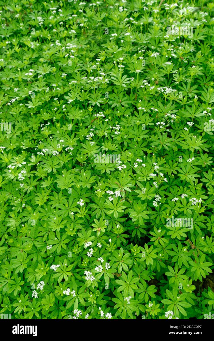 Sweet woodruff (Galium odoratum) carpet flowering in ancient woodland understorey, Wiltshire, UK, May. Stock Photo