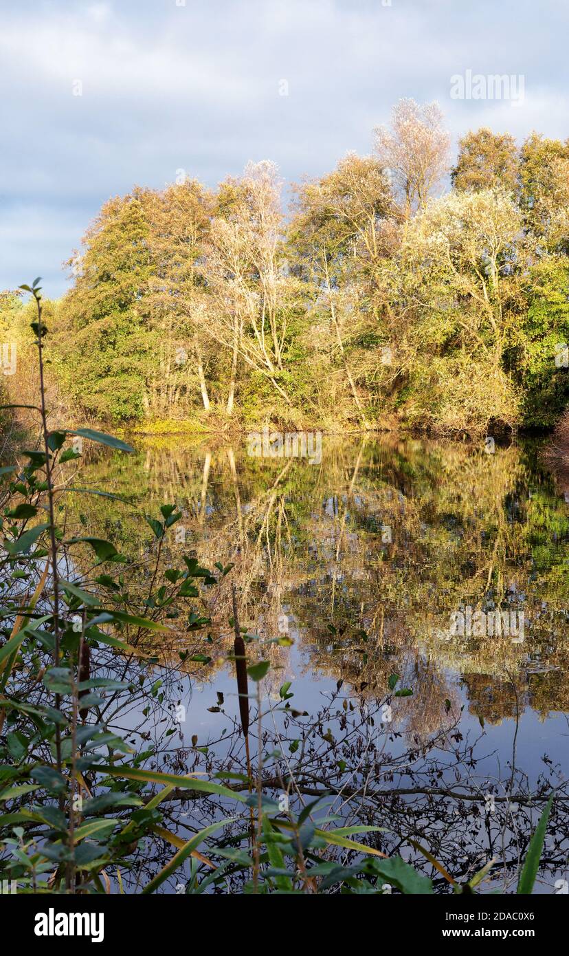 Lackford Lakes nature reserve, lakes and woodland set in Suffolk