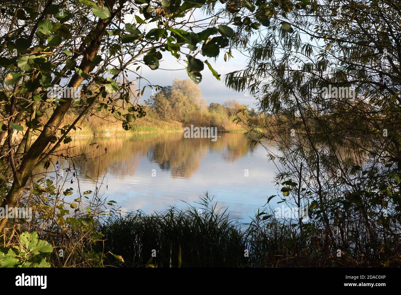 Lackford Lakes Suffolk - the lakes in autumn, english countryside, East Anglia UK Stock Photo