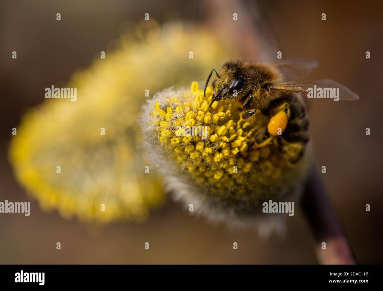 Bee sitting on a plant Stock Photo