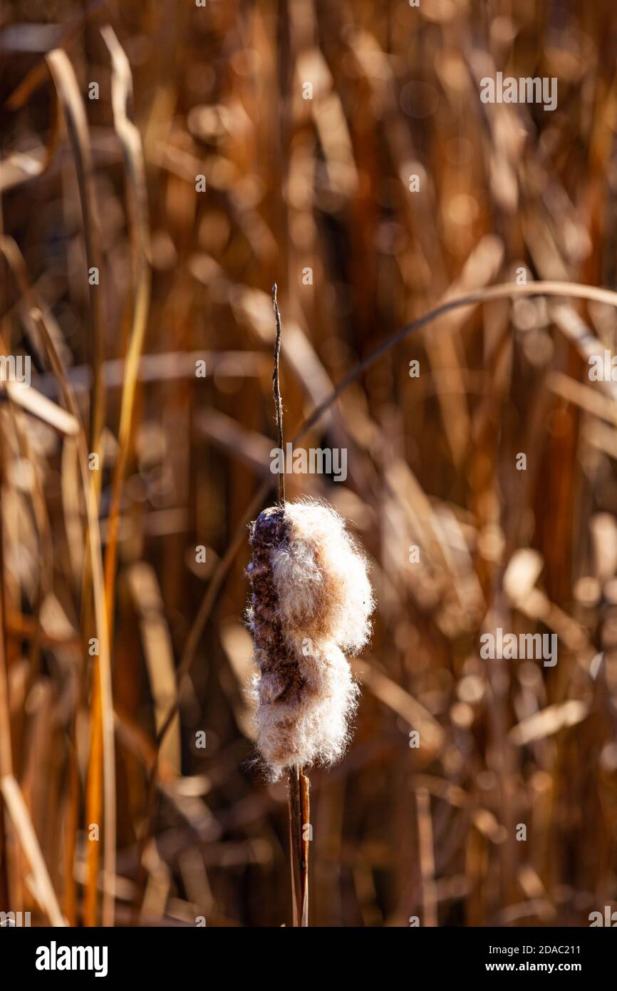 Head of a decaying bulrush along the Steveston waterfront in British Columbia Canada Stock Photo