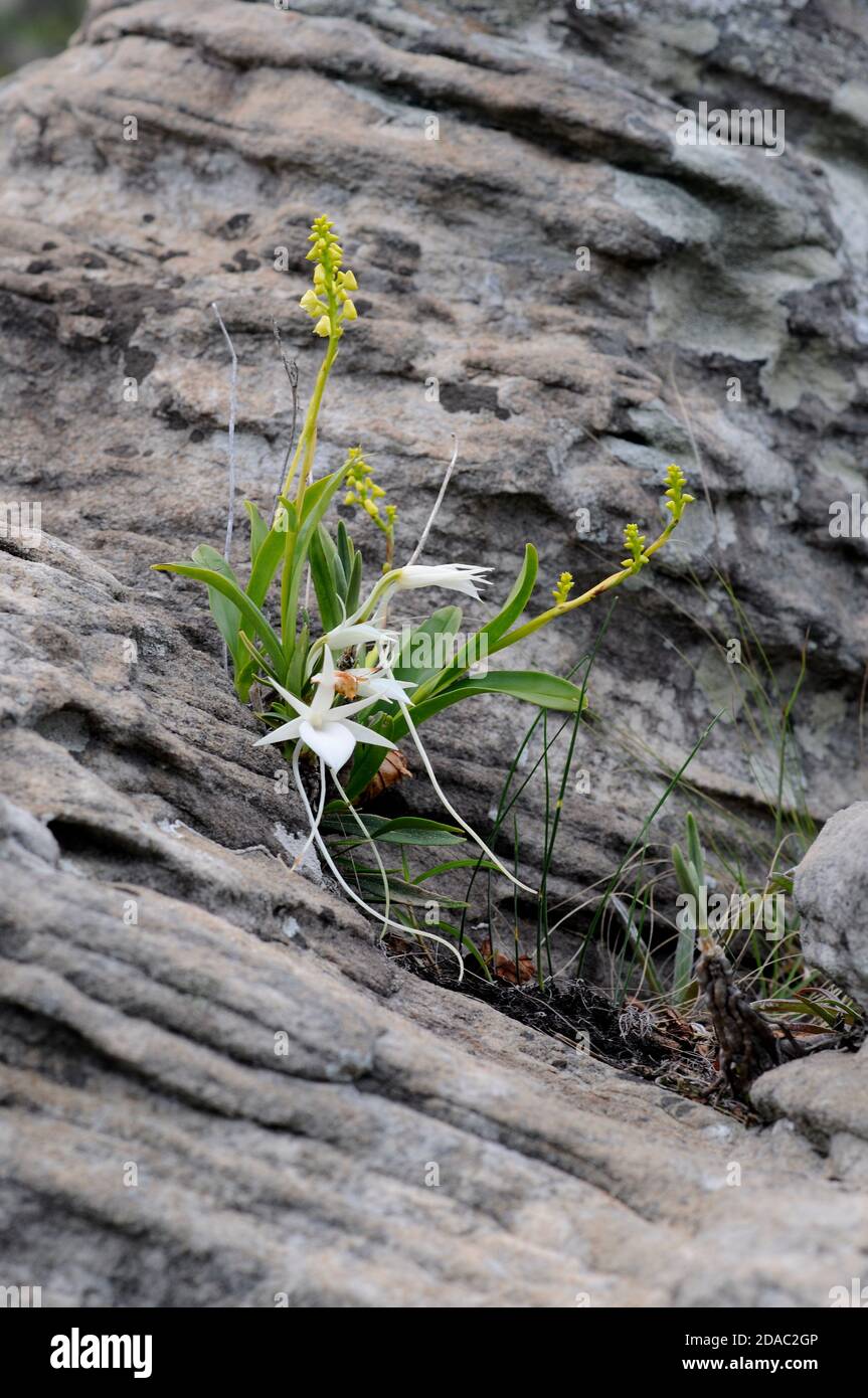 Endemic orchids growing in a rock crevice on Mount Ibity, Madagascar Stock Photo