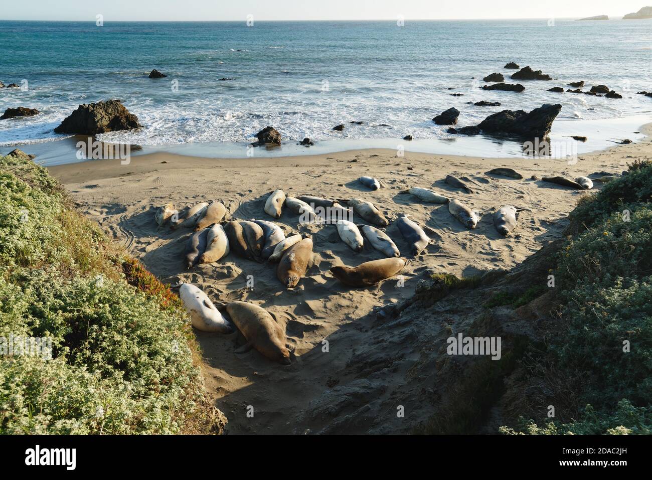 Northern elephant seals on the beach, mating and birthing season