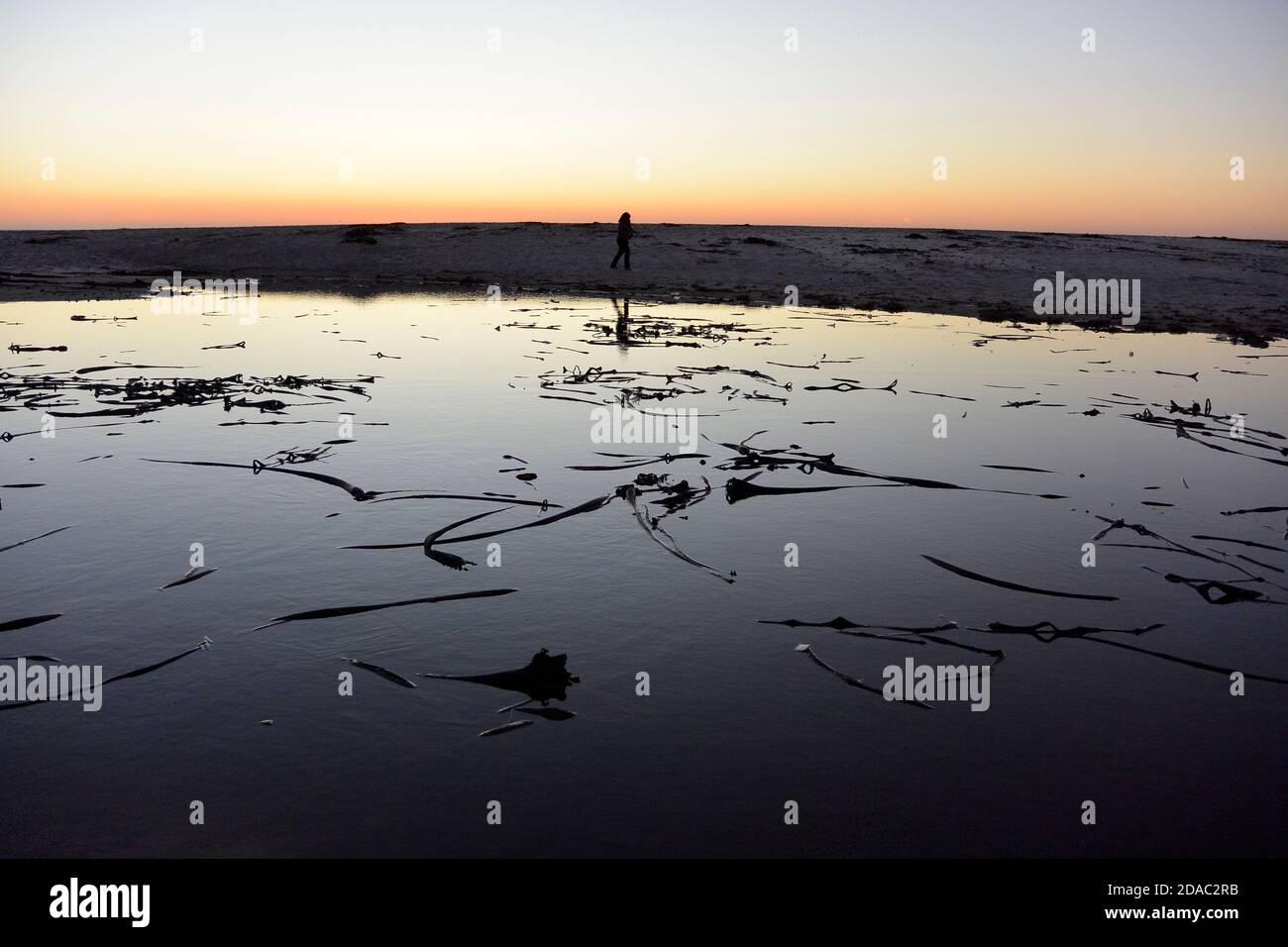 Sunset at Lambert's Bay, bull kelp stipes float in a tide pool Stock