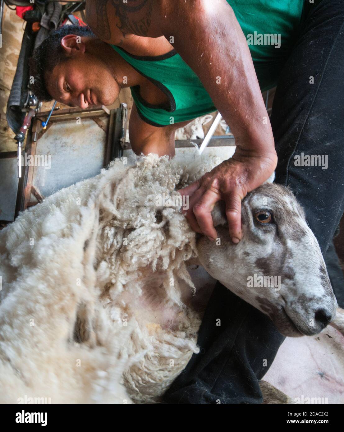 The sheep shearing gangs have been part of the rural economy for many years here Irish and New Zealanders working in the Cheviot Hills, Northumberland Stock Photo
