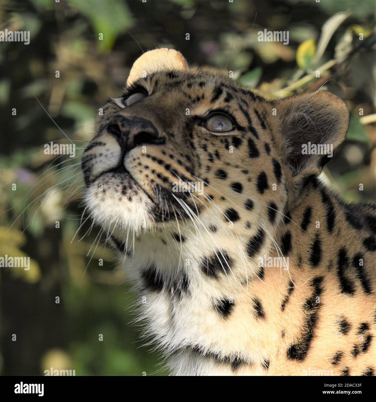 'amur leopard', 'Asian leopard', 'wildlife', 'conservation', 'Protected species', 'beautiful eyes', 'looking up', 'concentration', 'prey spotted' Stock Photo