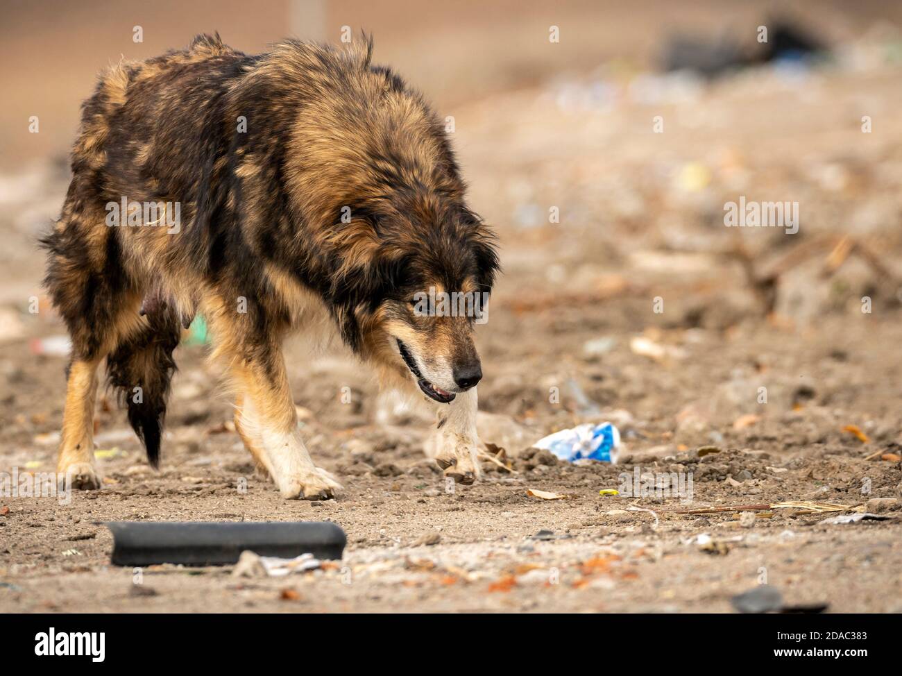 How Long Do Dogs Memory Last