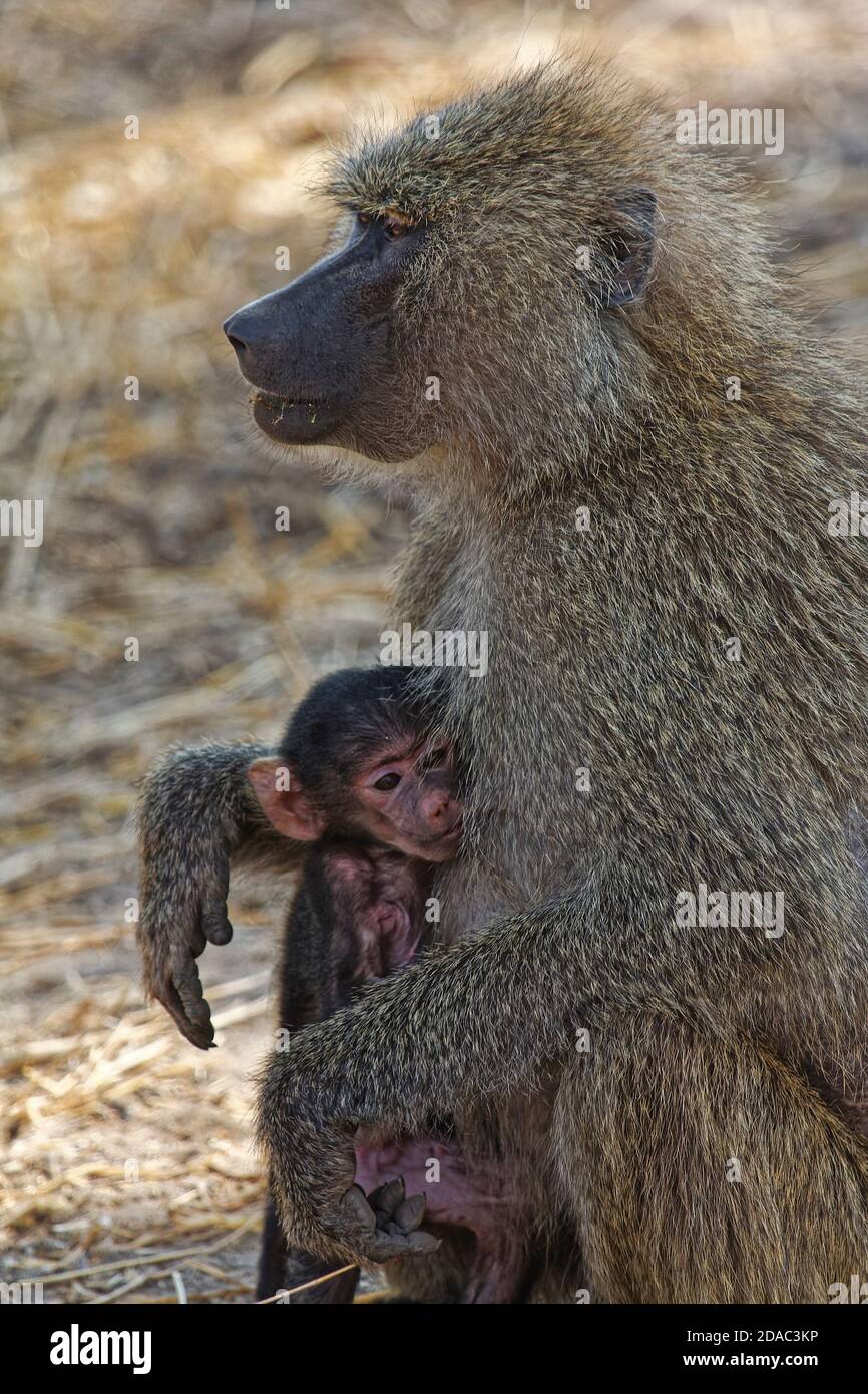 2 Olive baboons, mother cuddling baby, caring, protecting, Papiocynocephalus anubis, Old World Monkeys, primate, wildlife, animals, Tarangire Nationa Stock Photo
