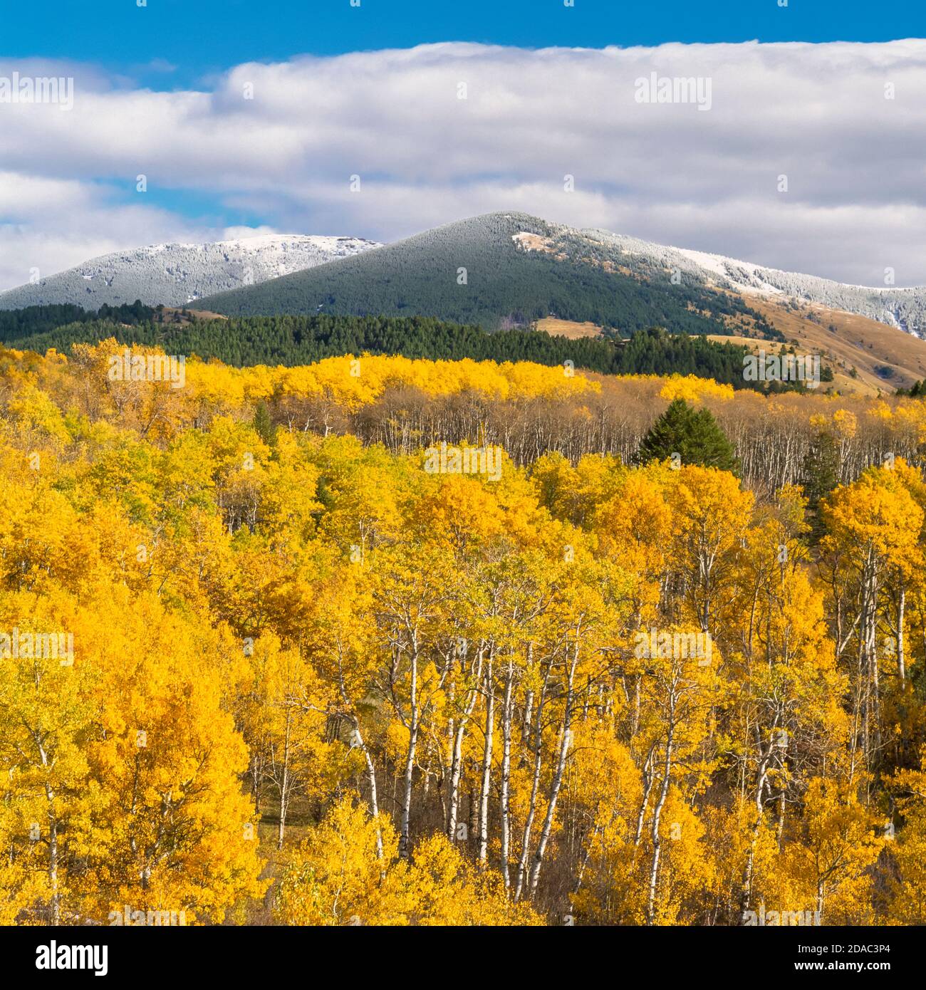 fall colors of aspen in the highwood mountains near belt, montana Stock Photo