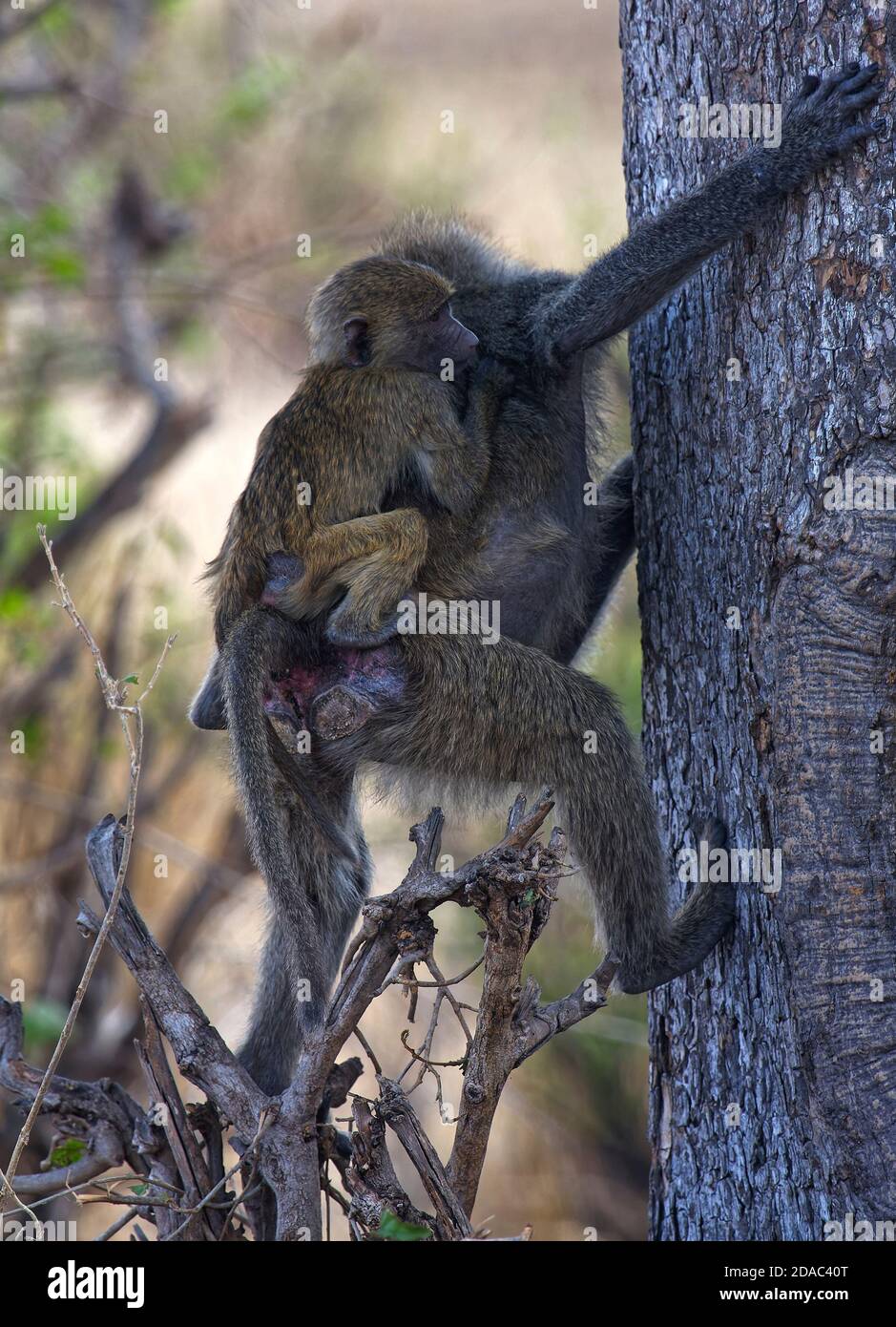 2 animals climbing tree hi-res stock photography and images - Alamy 2 animals climbing tree hi-res stock photography and images - Alamy
