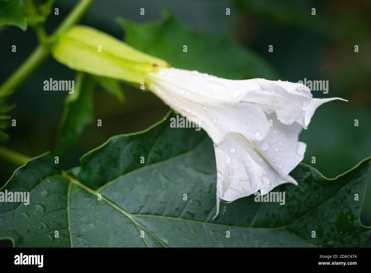 Detail of white trumpet shaped flower of hallucinogen plant Devil's Trumpet (Datura Stramonium), also called Jimsonweed with water drops. Stock Photo