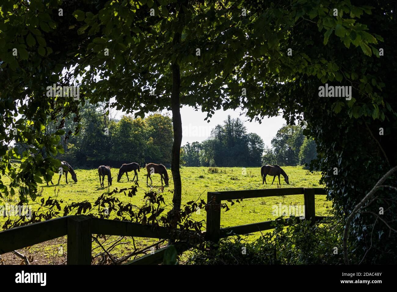 Horses grazing in a field at the estate stud, Palmerstown House, Johnstown, County Kildare, Ireland Stock Photo