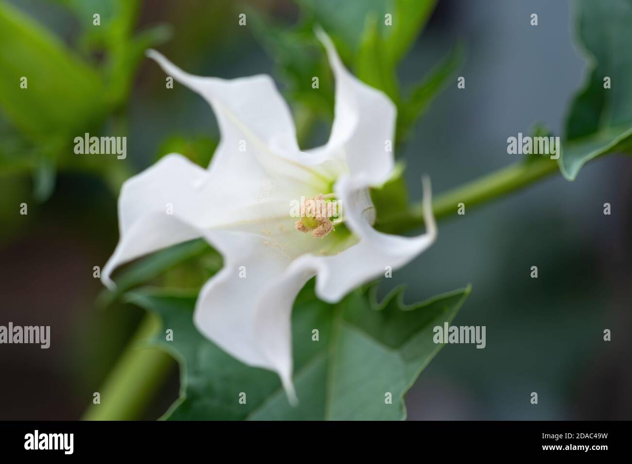 Detail of white trumpet shaped flower of hallucinogen plant Devil's Trumpet (Datura Stramonium), also called Jimsonweed. Shallow depth of field Stock Photo