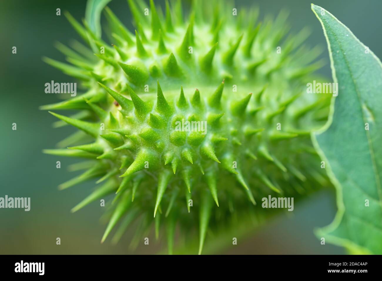 Detail of spiky seed capsule of hallucinogen plant Devil's Trumpet