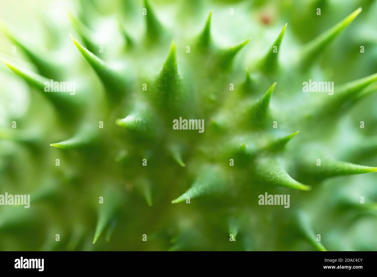 Detail of spiky seed capsule of hallucinogen plant Devil's Trumpet (Datura Stramonium), also called Jimsonweed. Shallow depth of field Stock Photo