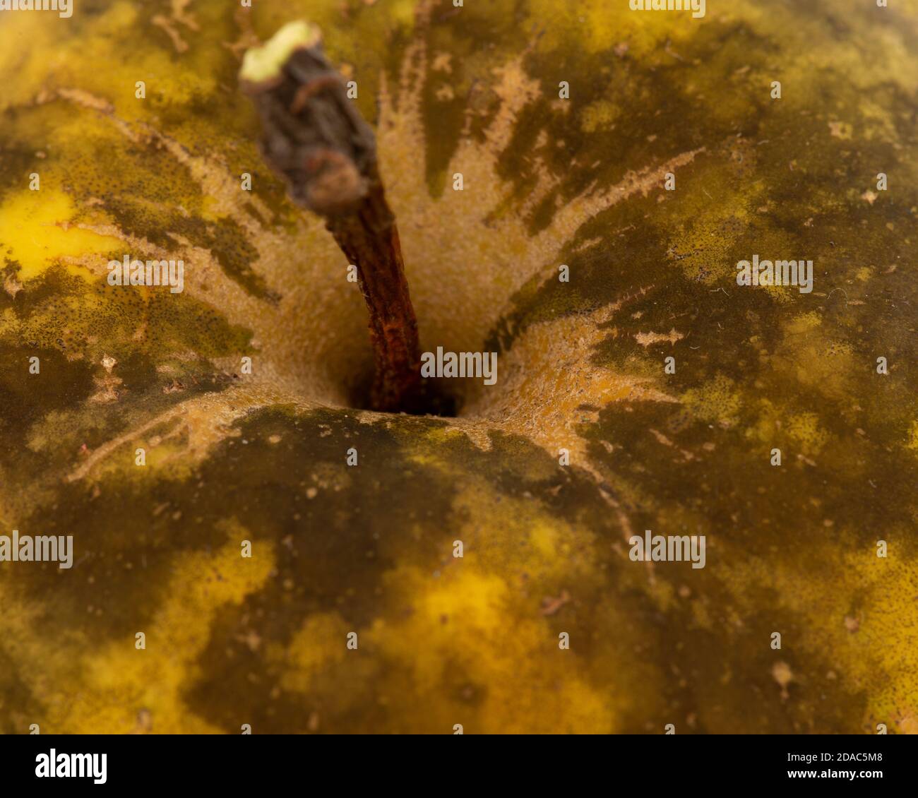 Unhealthy apple affected by Sooty Blotch fungus as fruit disease on economic plant Stock Photo