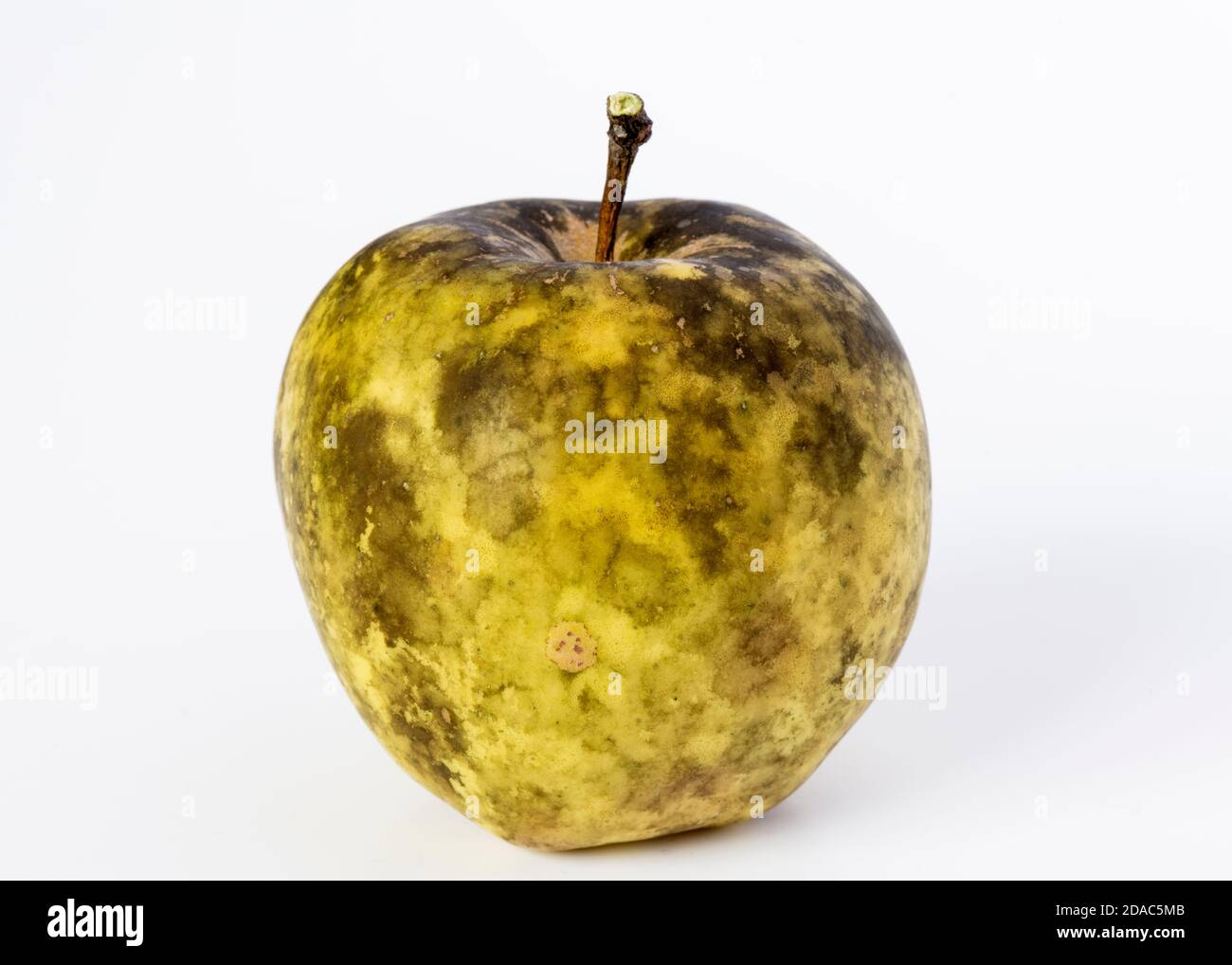 Unhealthy apple affected by Sooty Blotch fungus with blemishes and black specks on the skin Stock Photo