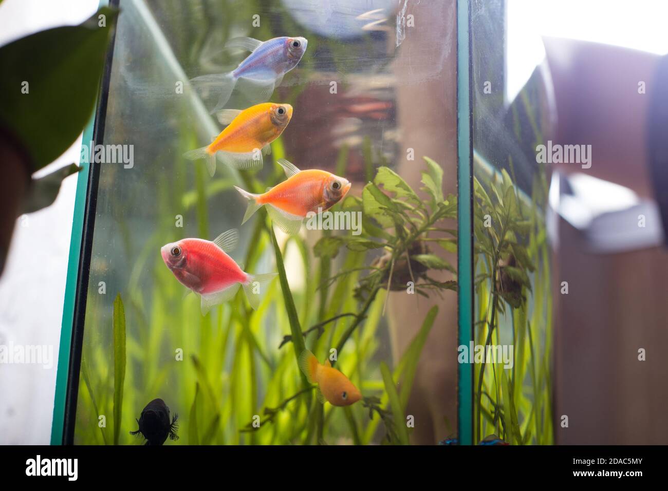 Dirty aquarium hi-res stock photography and images - Alamy