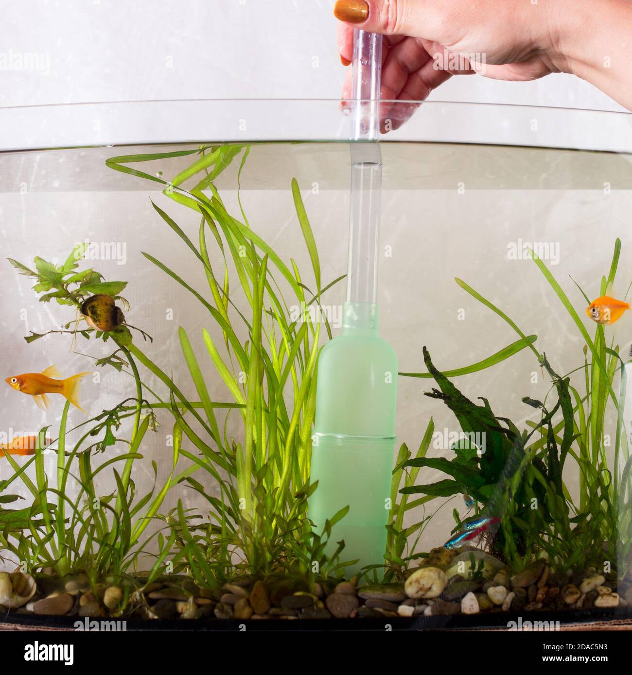 best way to clean fish tank accessories VILLNO Aquarium Vacuum Gravel Cleaner, Battery Water Changer, Removable Vacuum Sand Washer for Fish Tank Cleaning Water Changing Sand Washing, Adjustable Telescopic Pole : Pet Supplies Aquarium Gravel Cleaner Tool, Fish