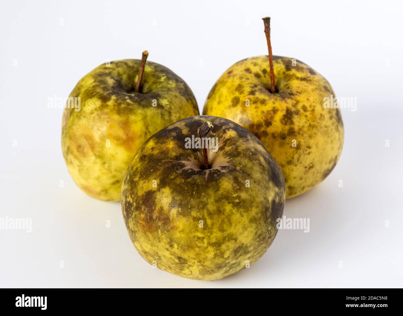 Unhealthy apples affected by Sooty Blotch fungus Stock Photo