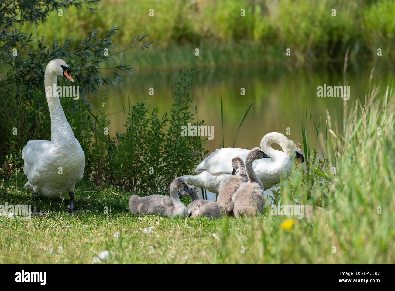 Mute Swan Family Stock Photo Alamy