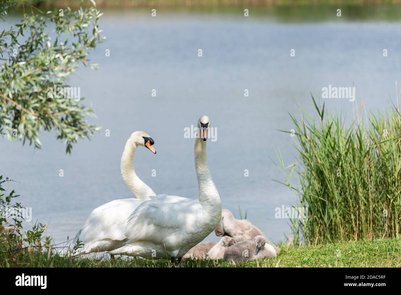 Mute Swan Family Stock Photo Alamy
