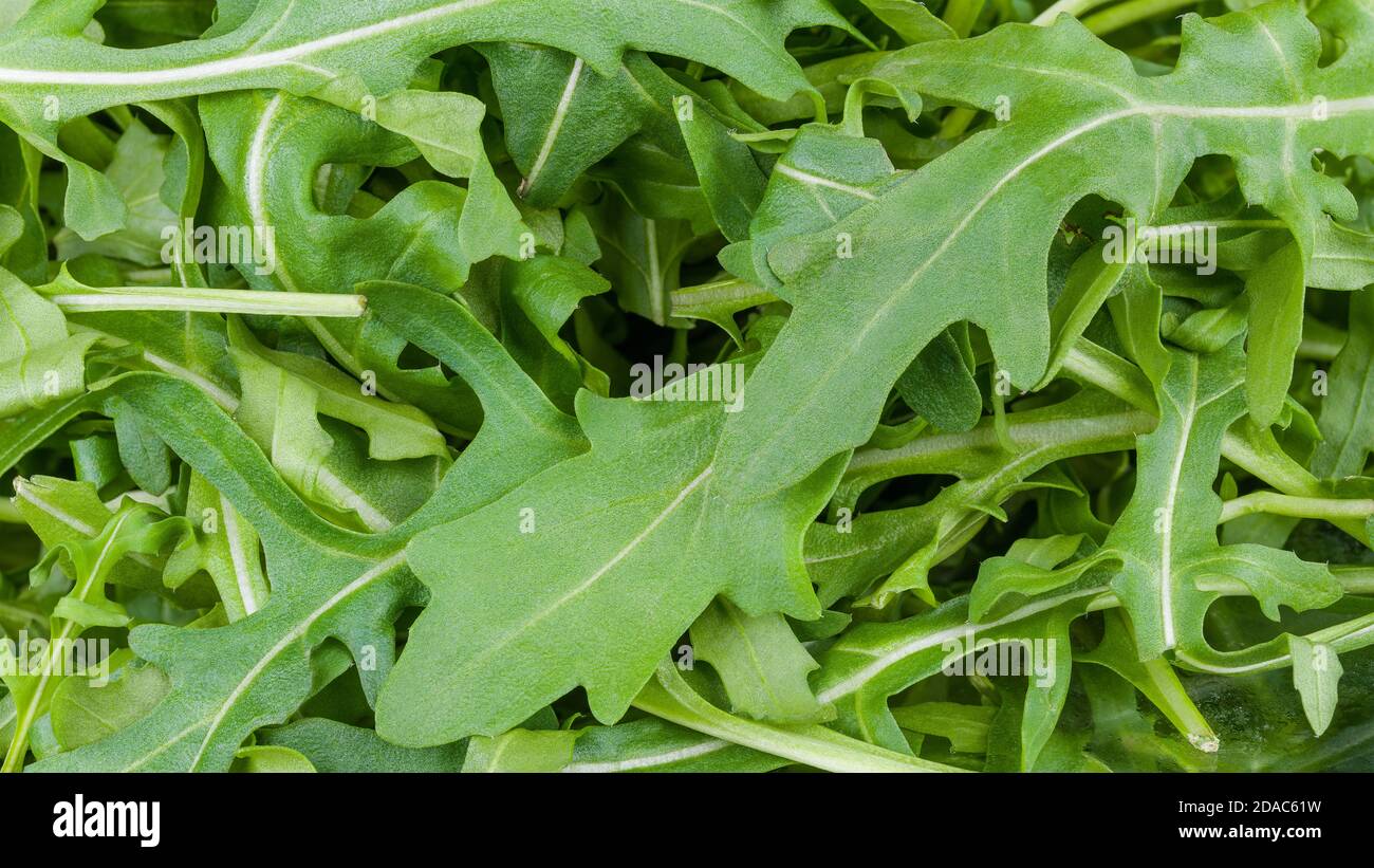 Rucola leaf hi-res stock photography and images - Alamy