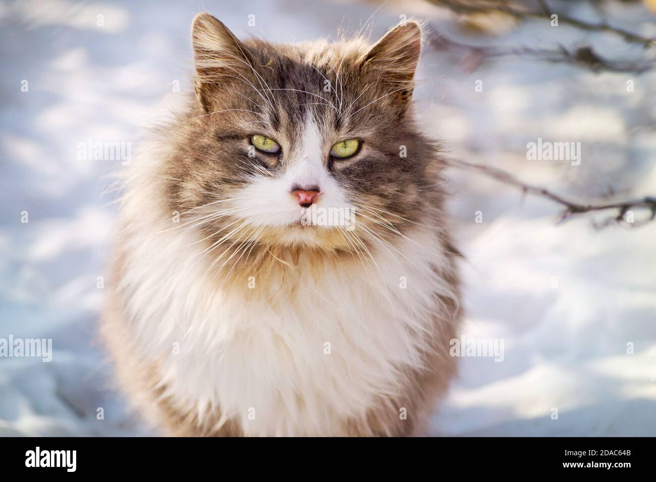 animal, brown, cat, dirty, feline, fluffy, furry, green eyes, homeless, kitty, march, outdoor, pet, portrait, snow, spring, tabby, white, winter Stock Photo