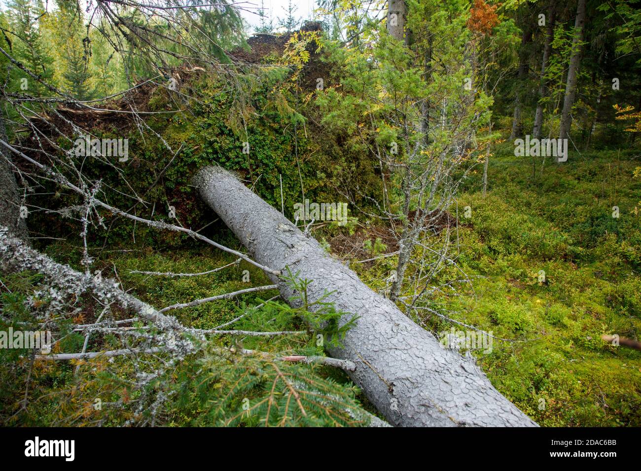 Fallen European spruce tree at taiga forest and the root stalk ( Picea Abies ) at Summer after strong winds  , Finland Stock Photo