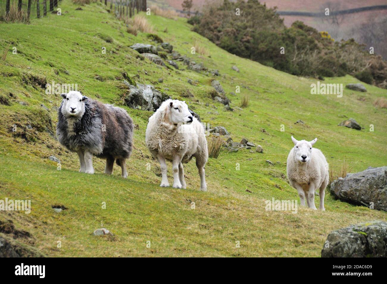 Herdwick sheep in spring on the lakeland fells, Lake District, Cumbria, England, UK Stock Photo