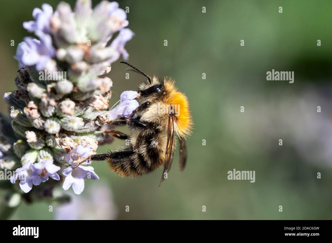 Common Carder Bee Stock Photo