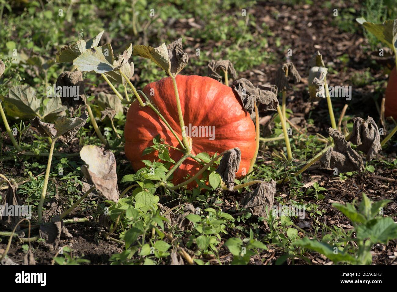 Cucurbita maxima 'Rouge Vif d'Etampes' - August Stock Photo