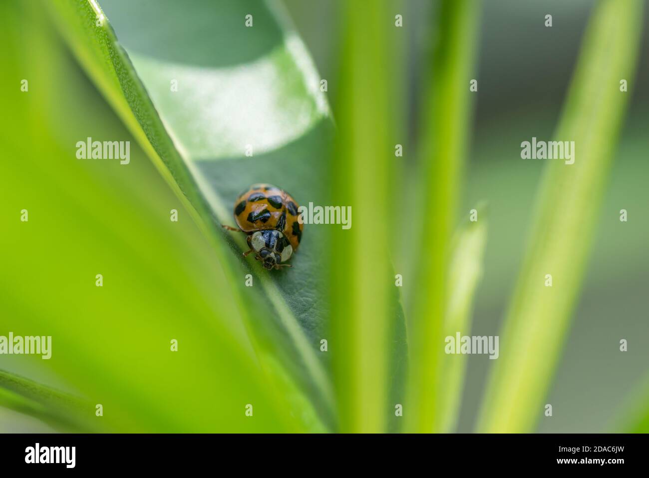 Ladybird insects hires stock photography and images Alamy