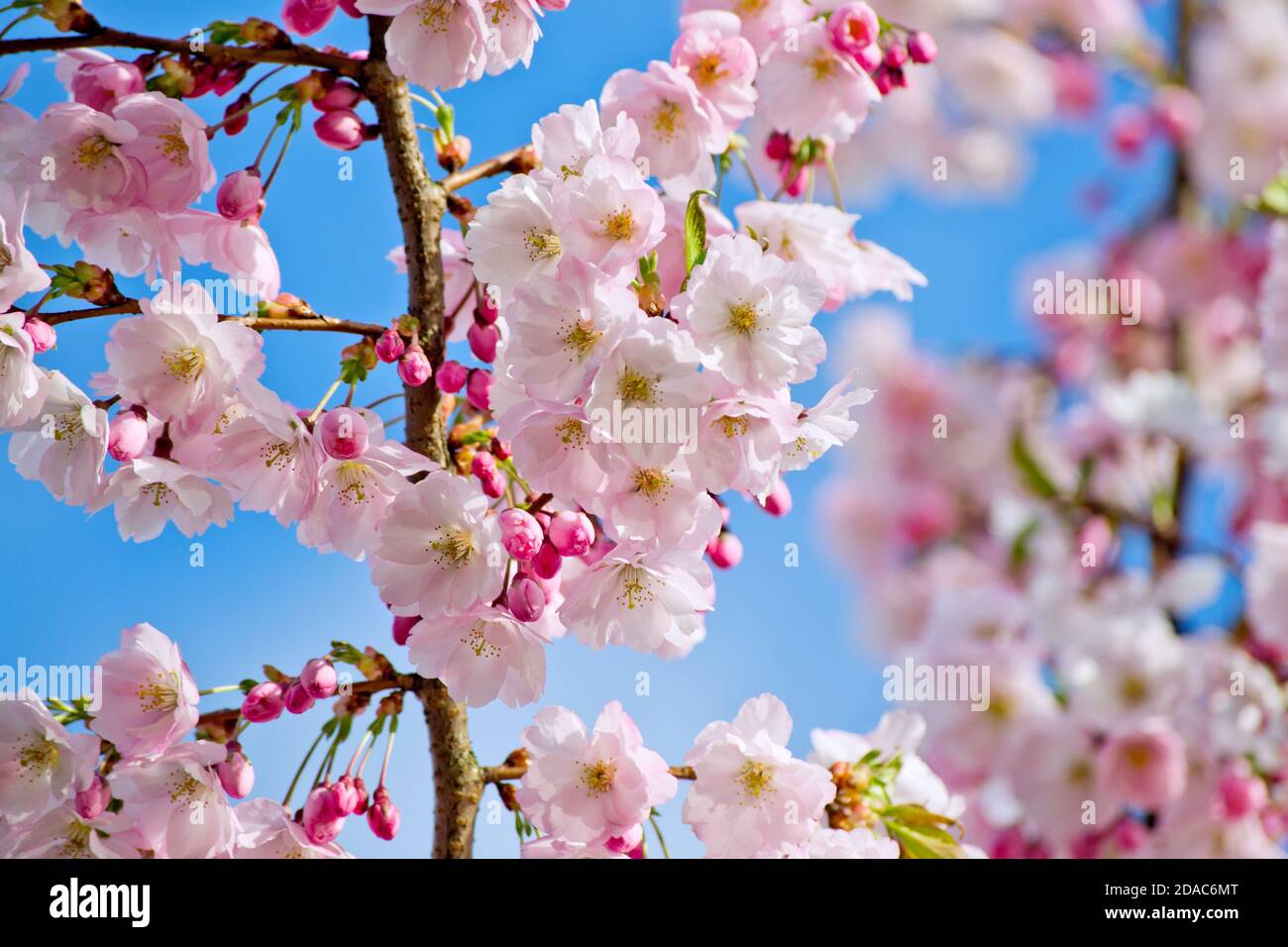 Sakura cherry blossom branch on blue sky background Stock Photo - Alamy